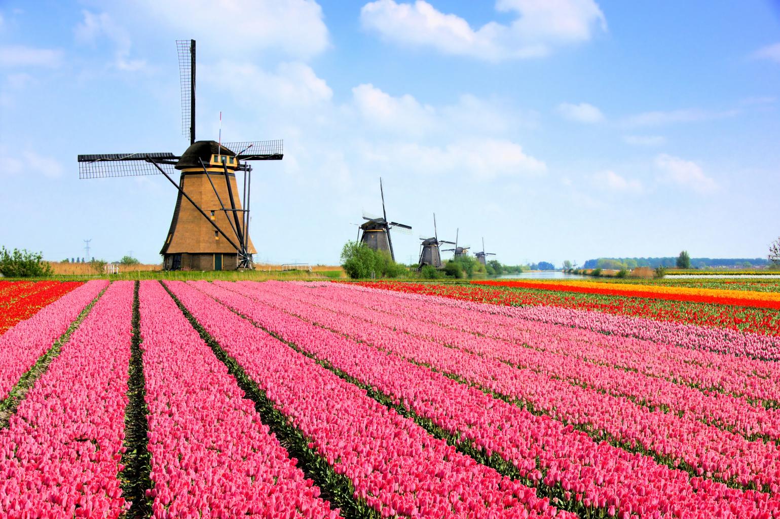 Tulips and Windmill